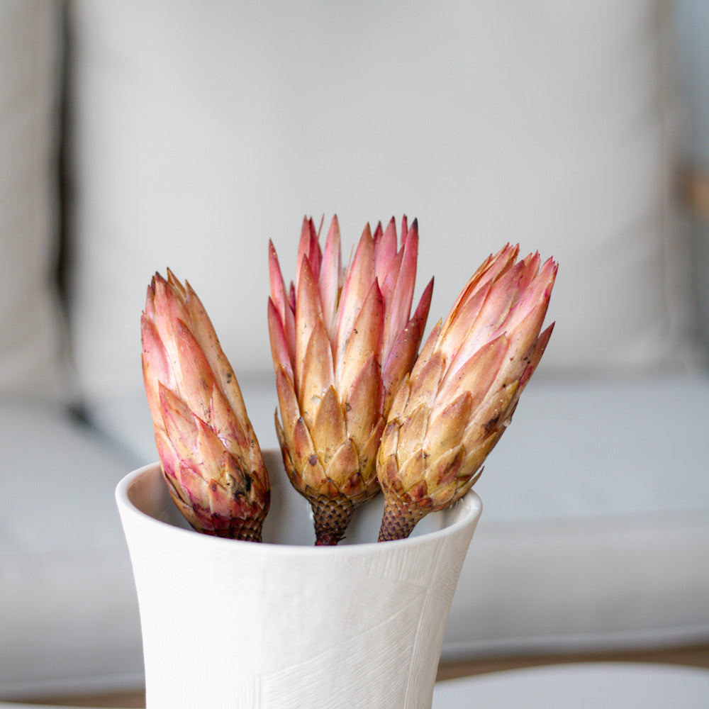 Getrocknete Protea Repens Erika pink, 40cm - mahina