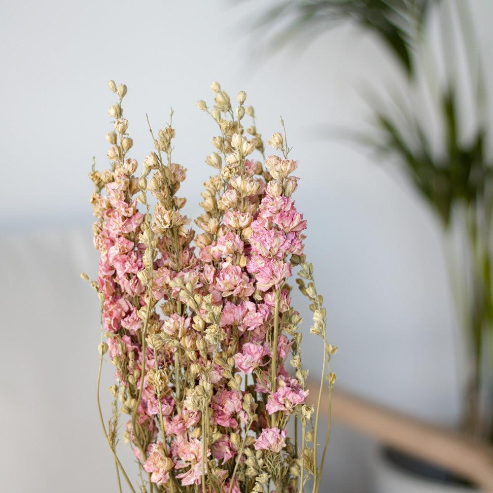 Getrockneter Rittersporn Delphinium in pink, Bund 60cm - mahina