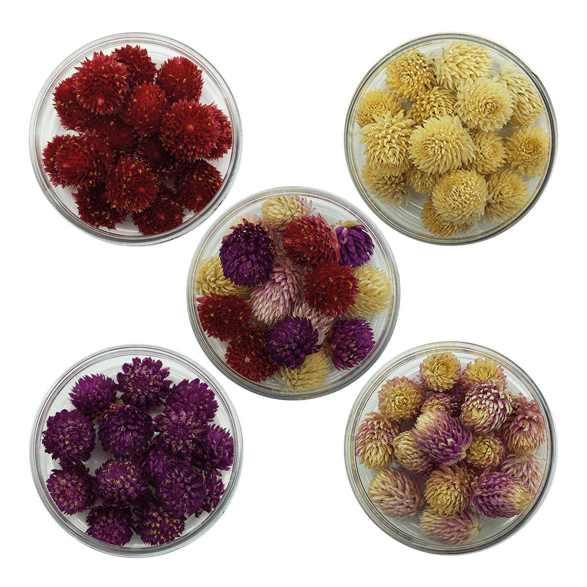 Essbare Blüten "Kugelamarant" 15 Stück - 5 Farben - mahina