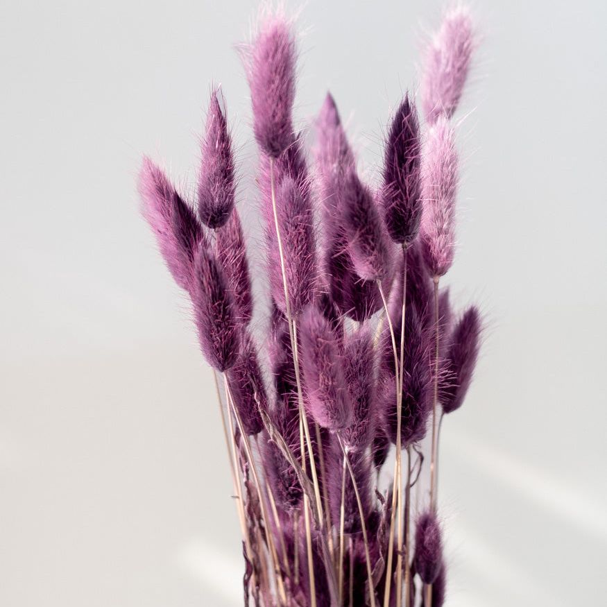 Getrockneter Lagurus in lila, Bund 50g / 10 Stück 5-10g - mahina