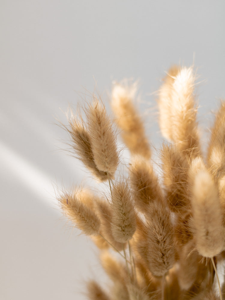 Lagurus in natur, Bund 100g / 10 Stück 5-10g - MAHINA