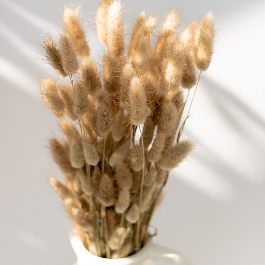 Getrockneter Lagurus in natur, Bund 100g / 10 Stück 5-10g - mahina