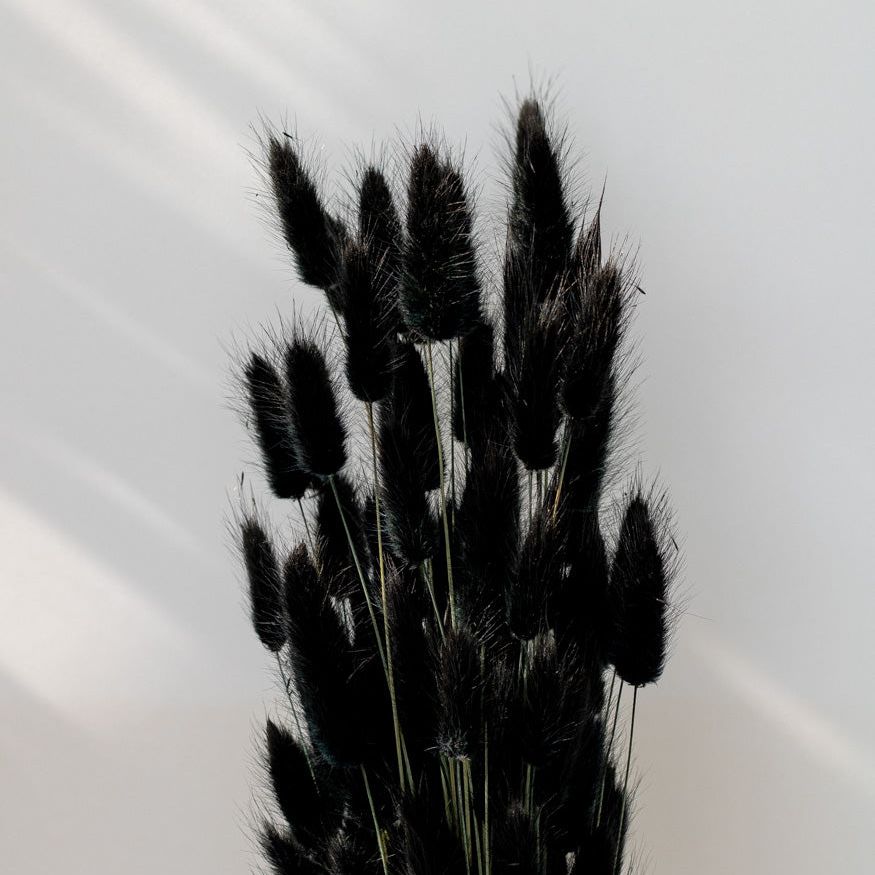 Getrockneter Lagurus in schwarz, Bund 100g / 10 Stück 5-10g - mahina