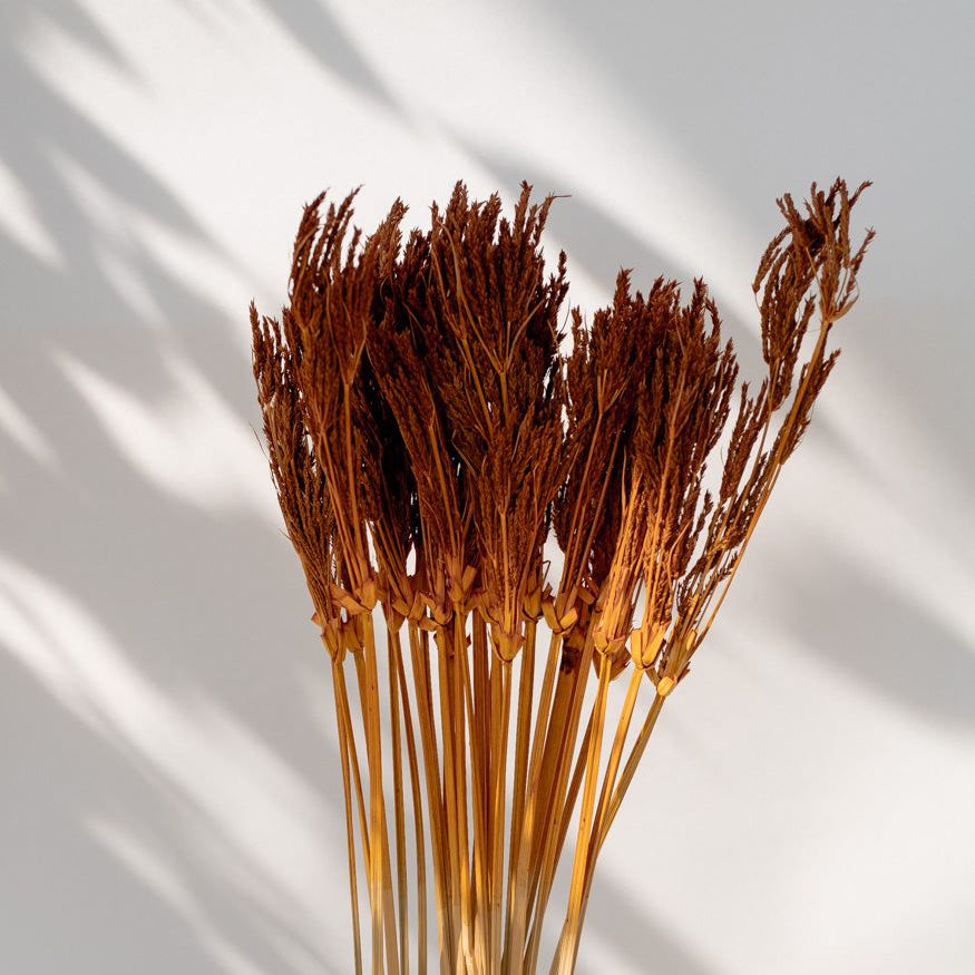 Getrocknete Umbrella Sedge in orange, Bund 50g - mahina