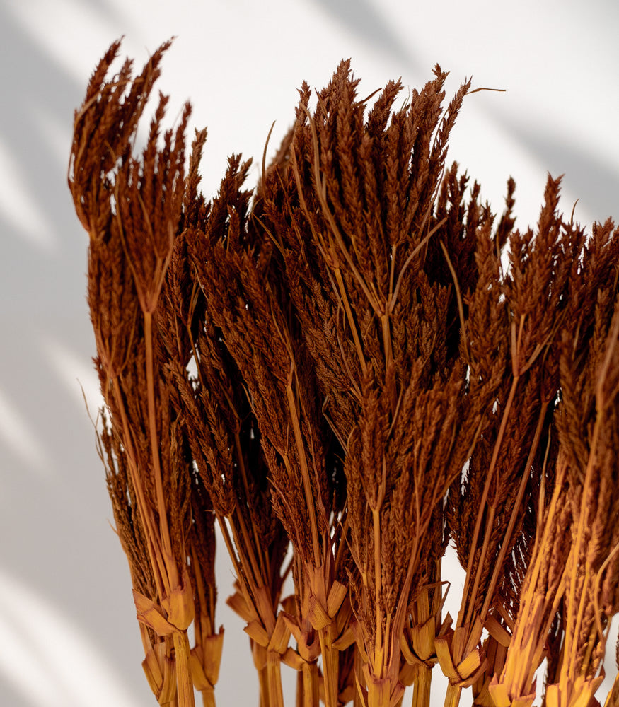 Getrocknete Umbrella Sedge in orange, Bund 50g - mahina