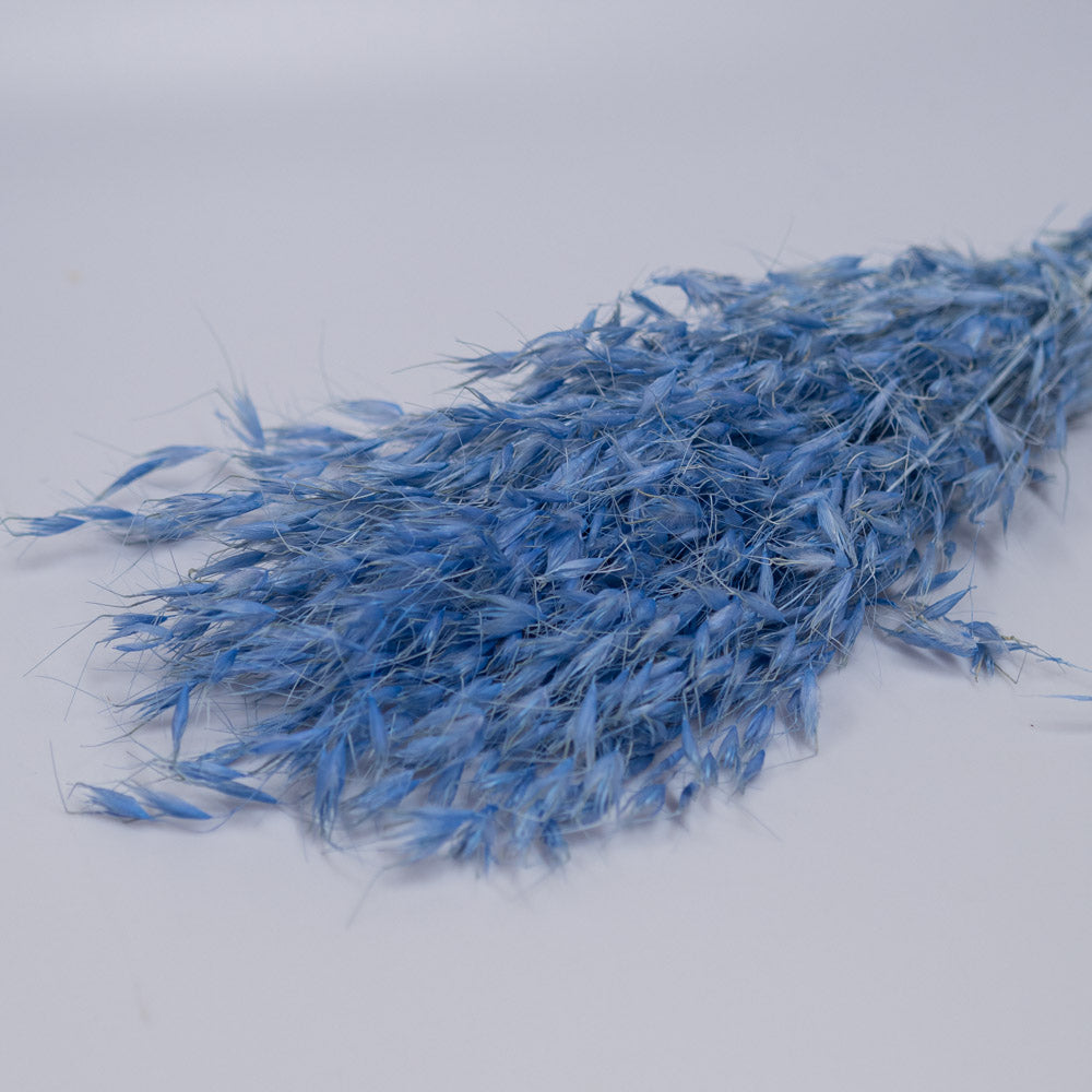 Getrockneter Hafer in blau 100g, 65cm - Trockenblumen -> Sorten von mahina