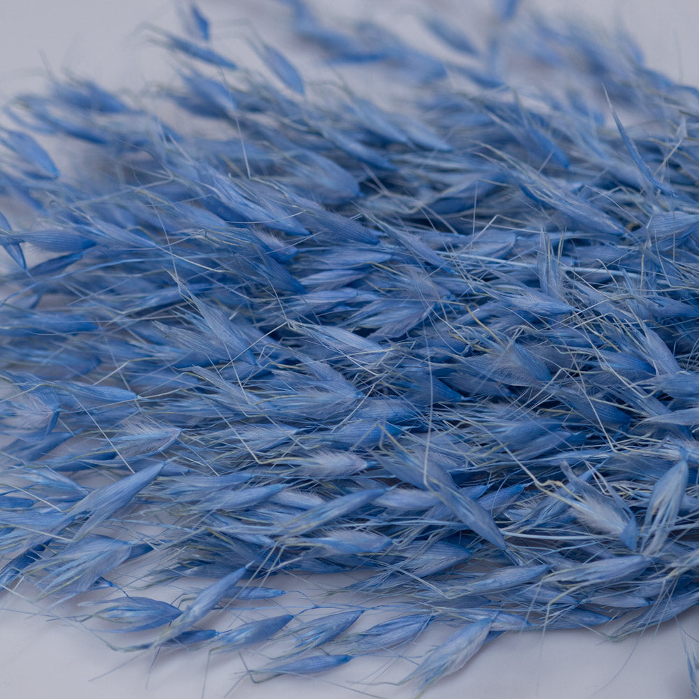 Getrockneter Hafer in blau 100g, 65cm - Trockenblumen -> Sorten von mahina