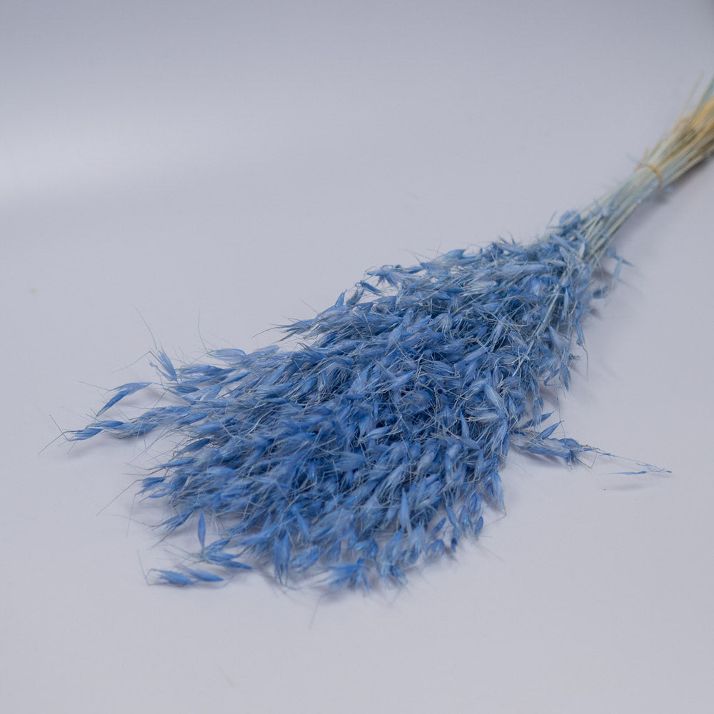 Getrockneter Hafer in blau 100g, 65cm - Trockenblumen -> Sorten von mahina