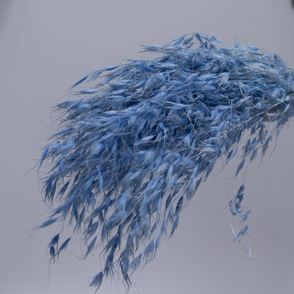 Getrockneter Hafer in blau 100g, 65cm - Trockenblumen -> Sorten von mahina