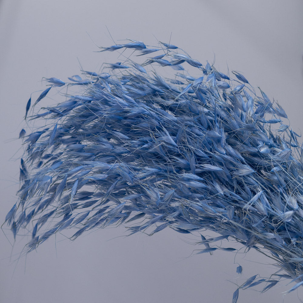 Getrockneter Hafer in blau 100g, 65cm - Trockenblumen -> Sorten von mahina