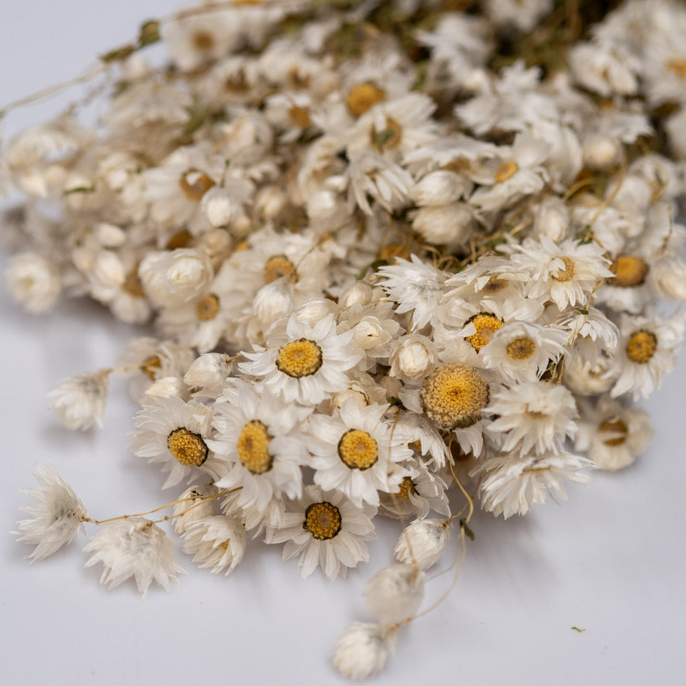 Getrocknete Rhodante in weiß, 100g - Trockenblumen -> Sorten von mahina
