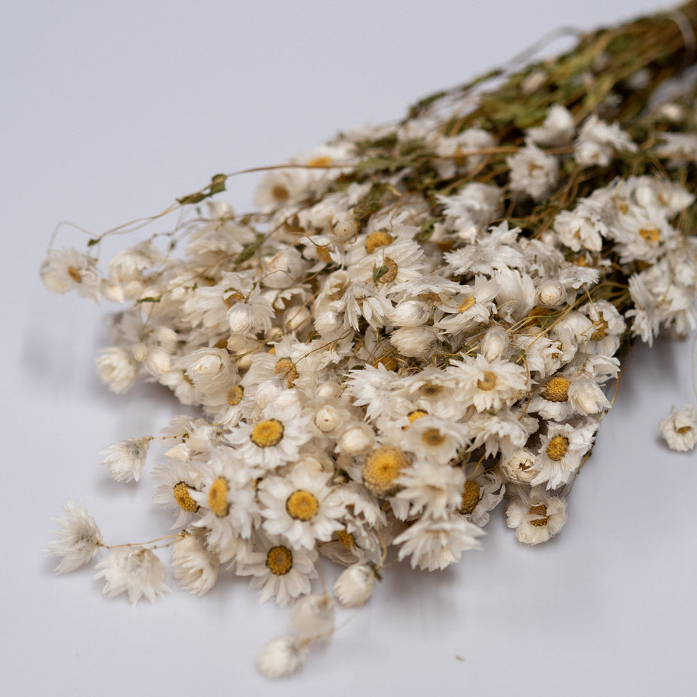 Getrocknete Rhodante in weiß, 100g - Trockenblumen -> Sorten von mahina