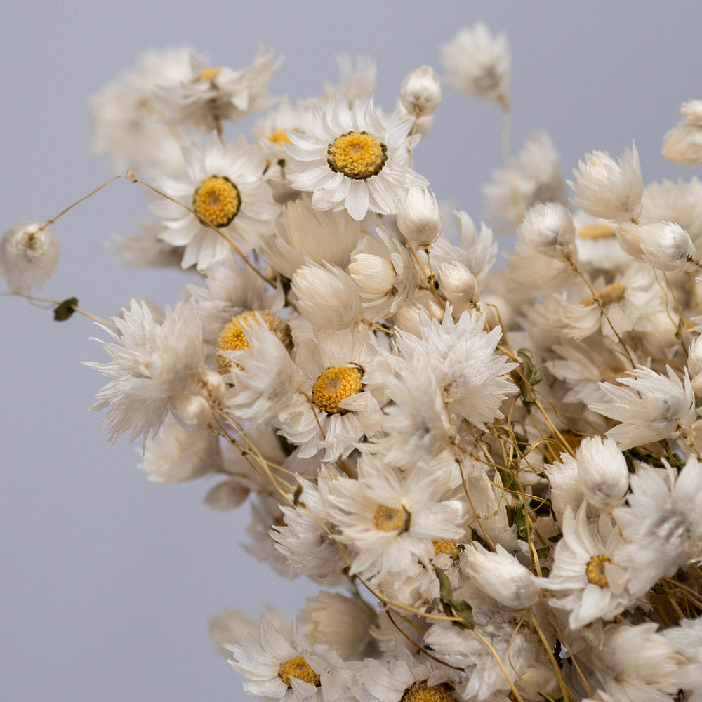 Getrocknete Rhodante in weiß, 100g - Trockenblumen -> Sorten von mahina