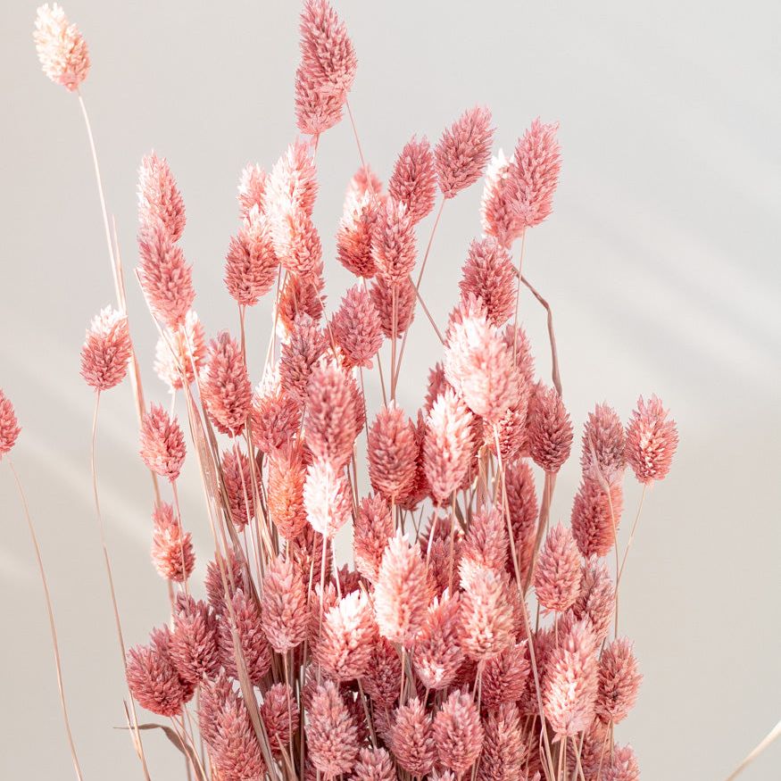 Getrockneter Phalaris in frosted Pink, Bund 200g / 10 Stück 5-10g - mahina
