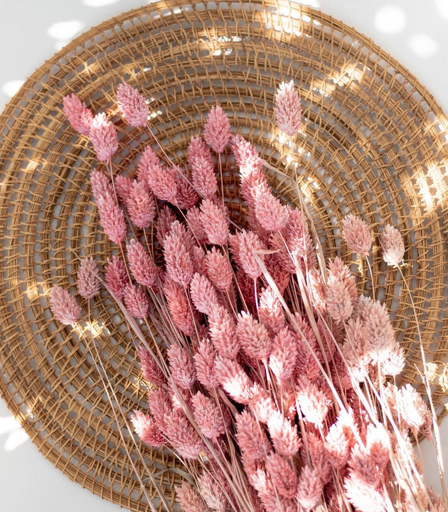 Getrockneter Phalaris in frosted Pink, Bund 200g / 10 Stück 5-10g - mahina