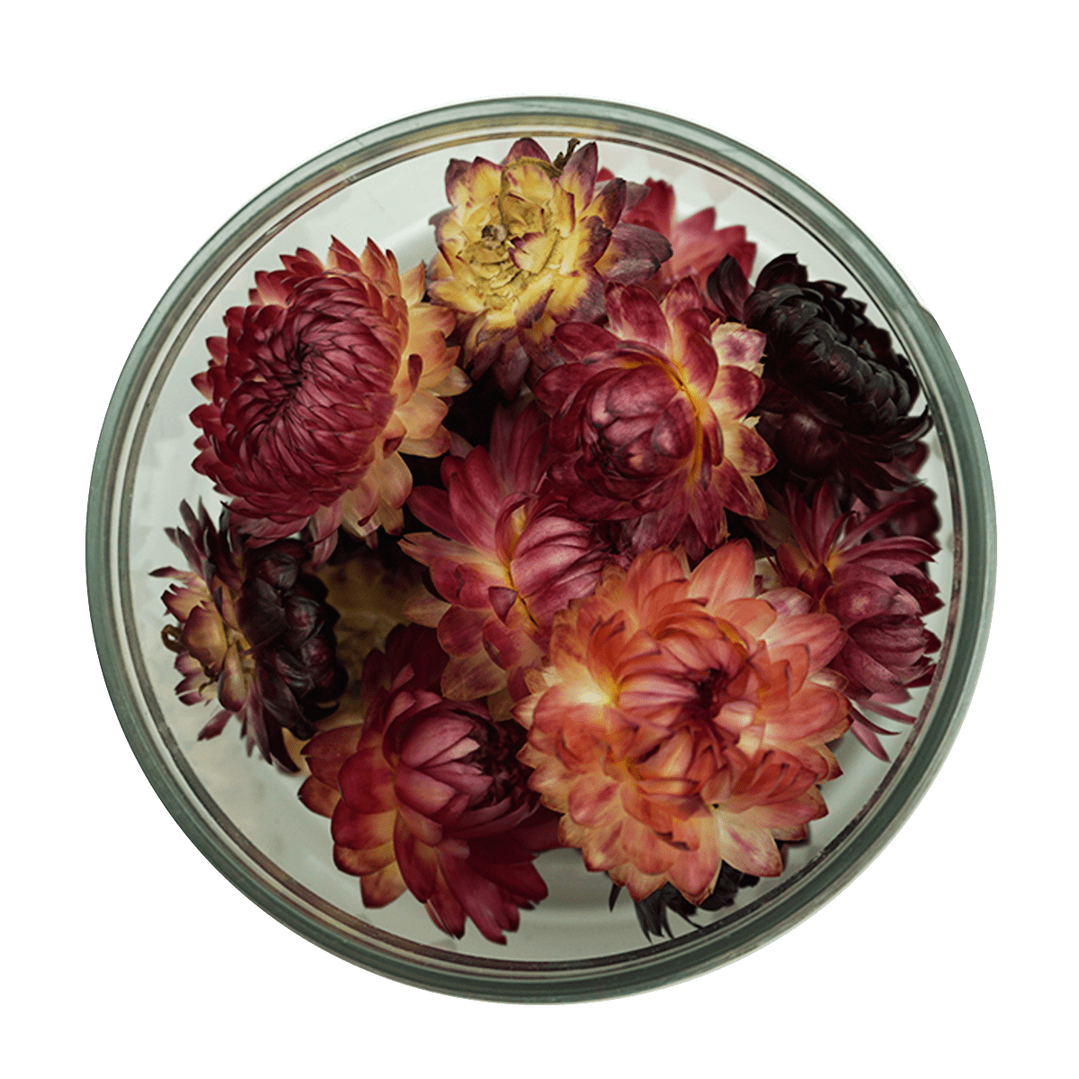 Essbare Blüten "Strohblumen" 15 Stück - 5 Farben - mahina