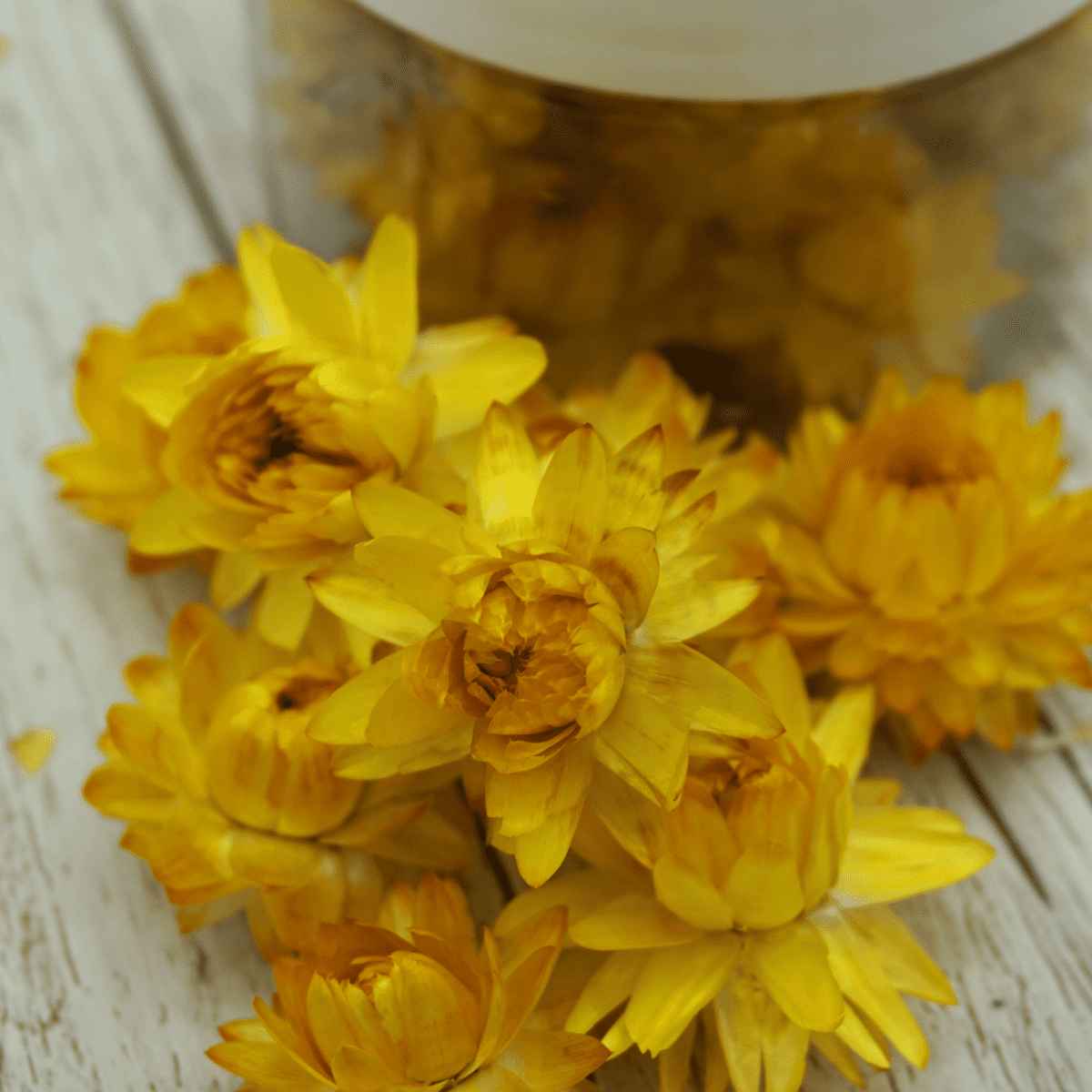 Essbare Blüten "Strohblumen" 15 Stück - 5 Farben - mahina