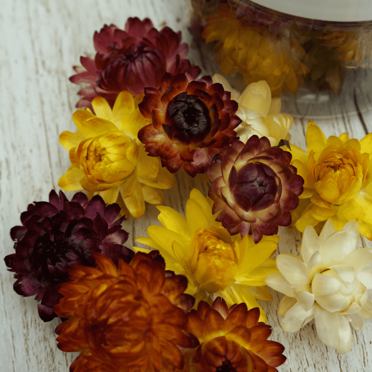 Essbare Blüten "Strohblumen" 15 Stück - 5 Farben - mahina