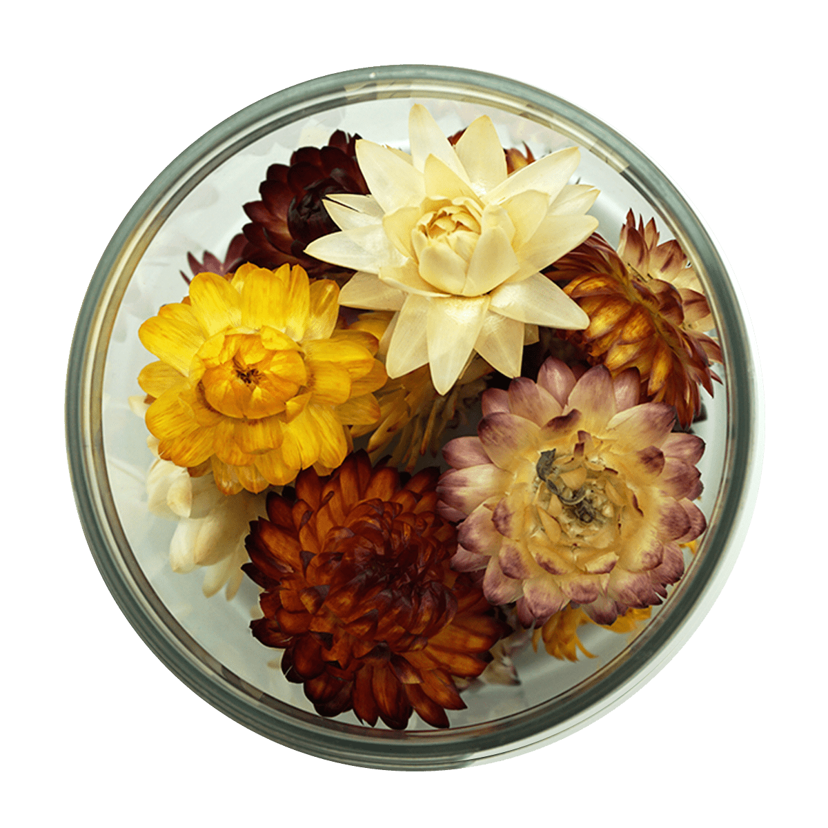 Essbare Blüten "Strohblumen" 15 Stück - 5 Farben - mahina