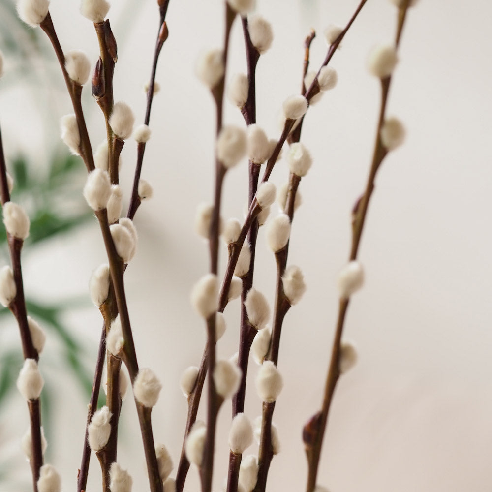 Weidenkätzchen/Salix Bund, 60cm in natur - mahina