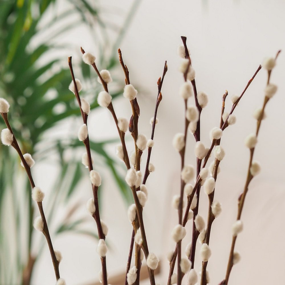 Weidenkätzchen/Salix Bund, 60cm in natur - mahina