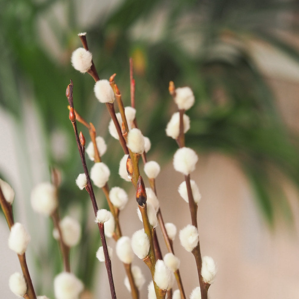 Weidenkätzchen/Salix Bund, 60cm in natur - mahina