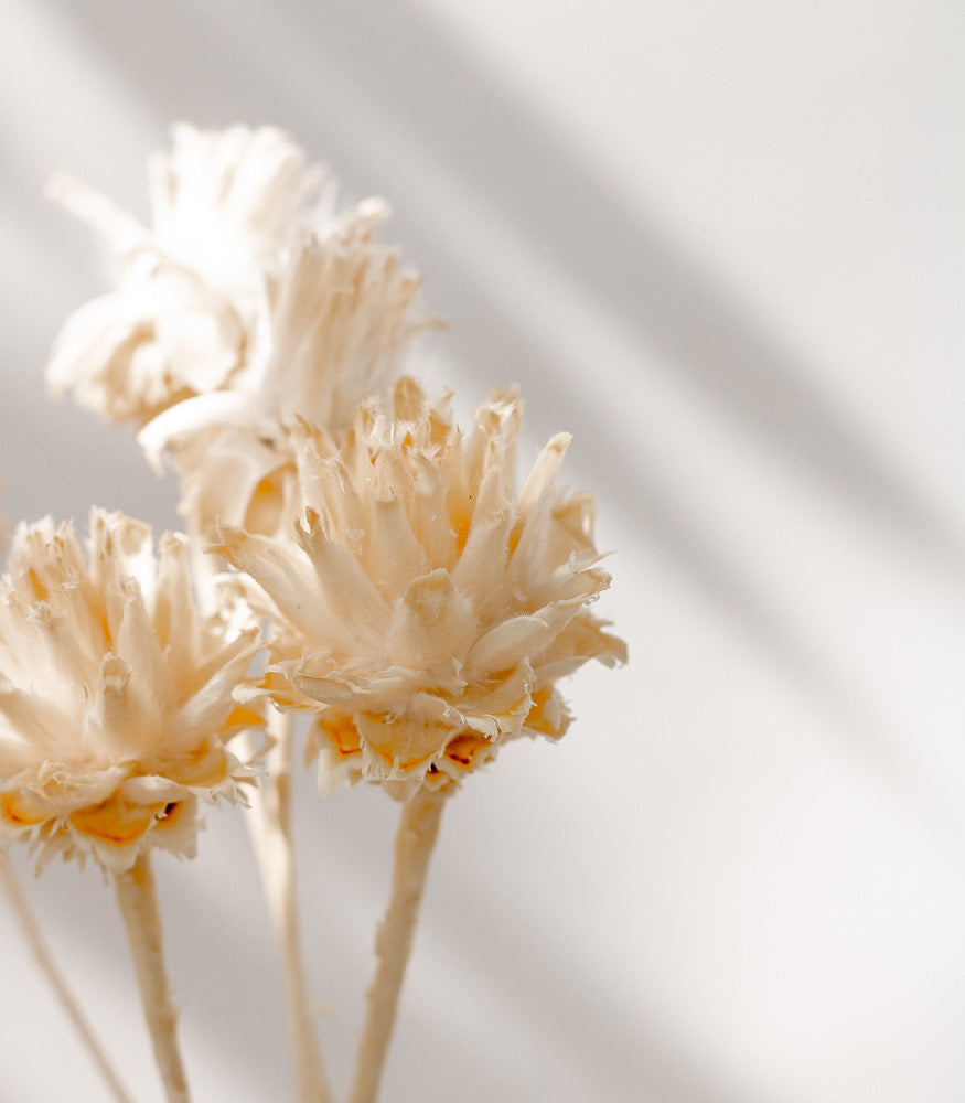 Getrocknete Plumosum in creme, 2 Zweige mit 5 Köpfen - Trockenblumen -> Sorten von mahina