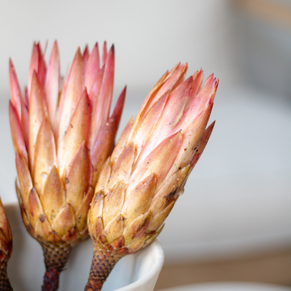 Getrocknete Protea Repens Erika pink, 40cm - Trockenblumen -> Sorten von mahina