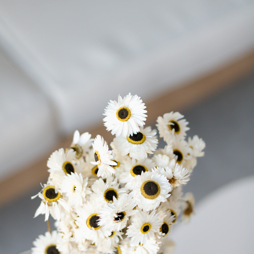 Getrocknete Strohblume Acroclinium 100g 45cm, weiß - Trockenblumen -> Sorten von mahina