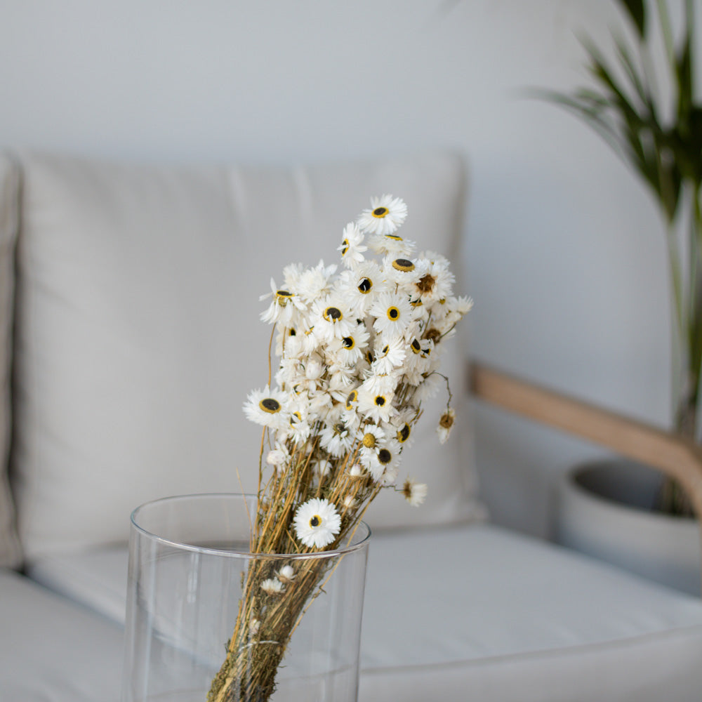 Getrocknete Strohblume Acroclinium 100g 45cm, weiß - Trockenblumen -> Sorten von mahina
