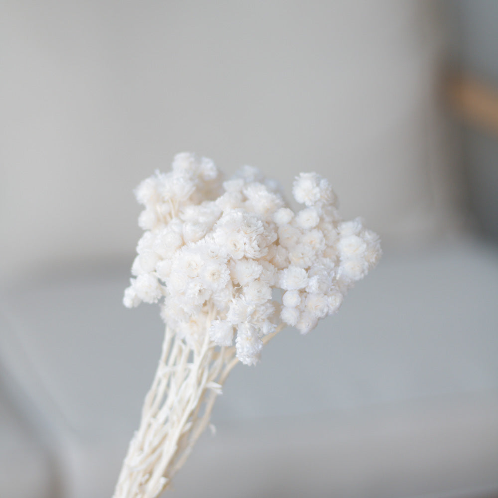 Getrocknete Strohblumen Immortellen 50g L35 , weiß - Trockenblumen -> Sorten von mahina