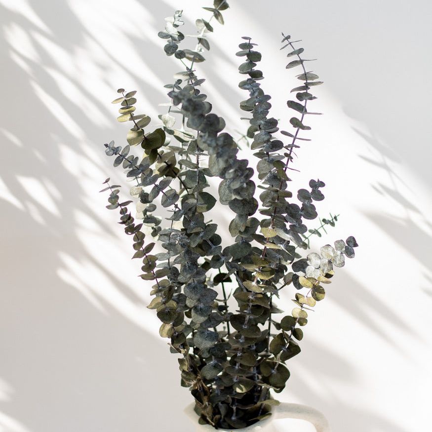 Getrockneter Eukalyptus "Baby Blue", Bund 150g - Trockenblumen -> Sorten von mahina
