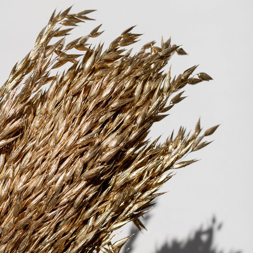 Getrockneter Hafer in gold, Bund 60cm - SALE - Trockenblumen -> Sorten von mahina