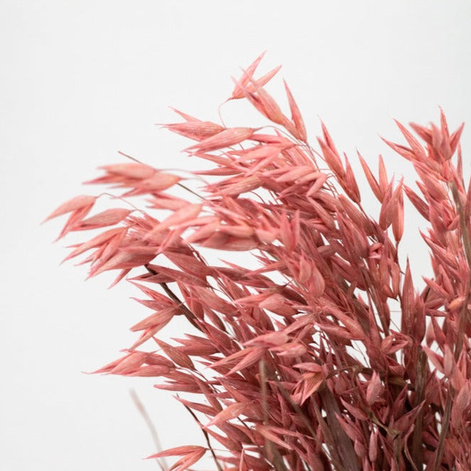 Getrockneter Hafer in pink, Bund 60cm - Trockenblumen -> Sorten von mahina