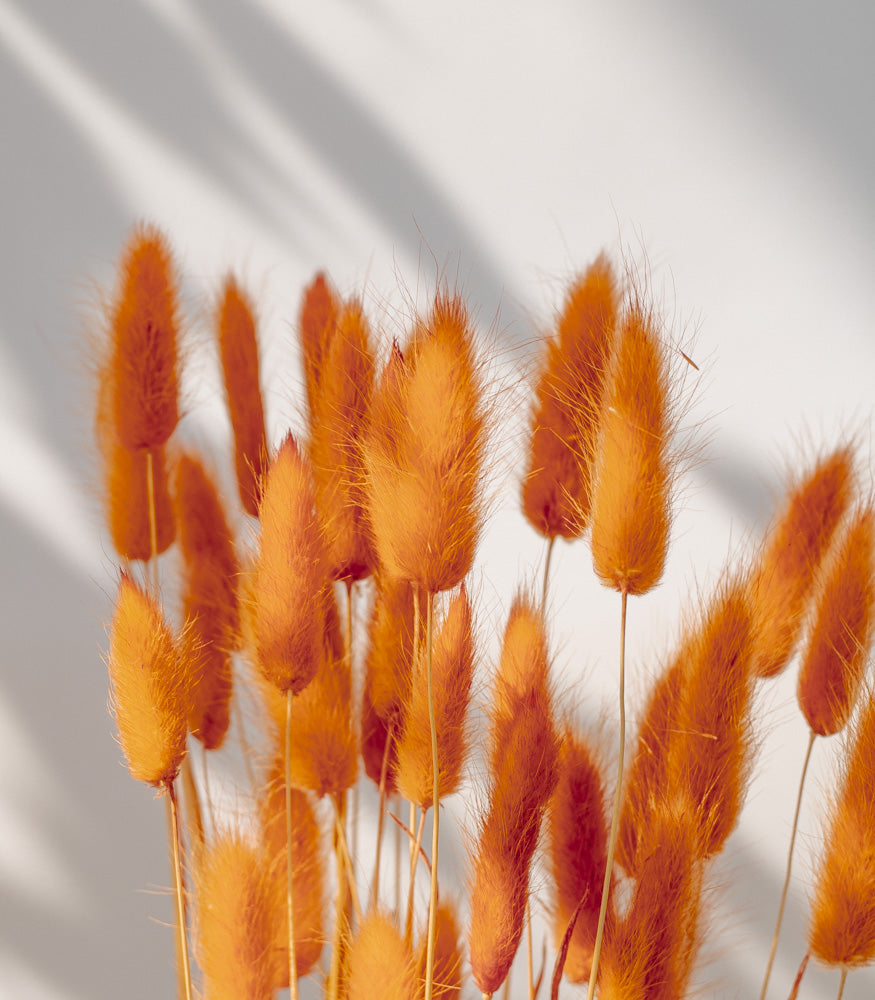 Getrockneter Lagurus in orange, Bund 50g - Trockenblumen -> Sorten von mahina