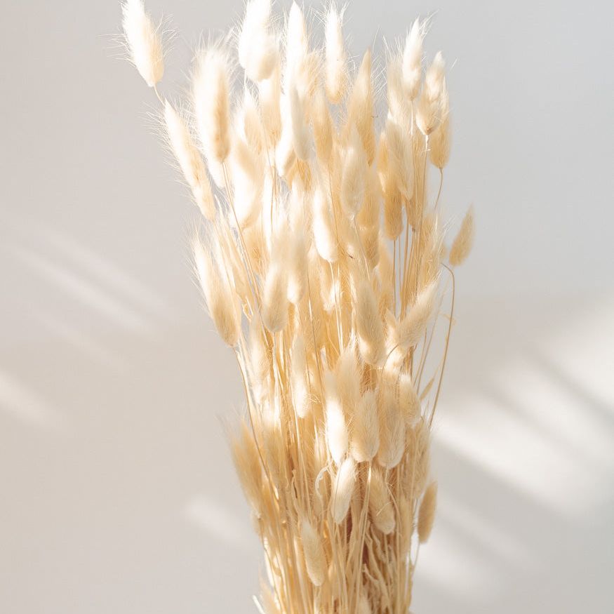 Getrockneter Lagurus in weiß, Bund 100g - Trockenblumen -> Sorten von mahina