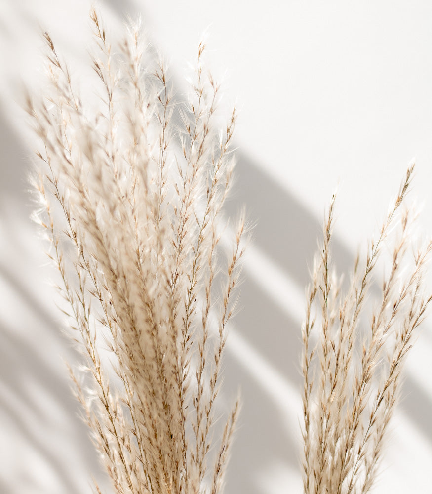 Getrockneter Miscanthus in natur, Bund 10 Stiele - Trockenblumen -> Sorten von mahina