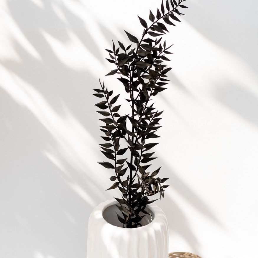 Getrockneter Ruscus in schwarz, Bund 5 Stiele - Trockenblumen -> Sorten von mahina