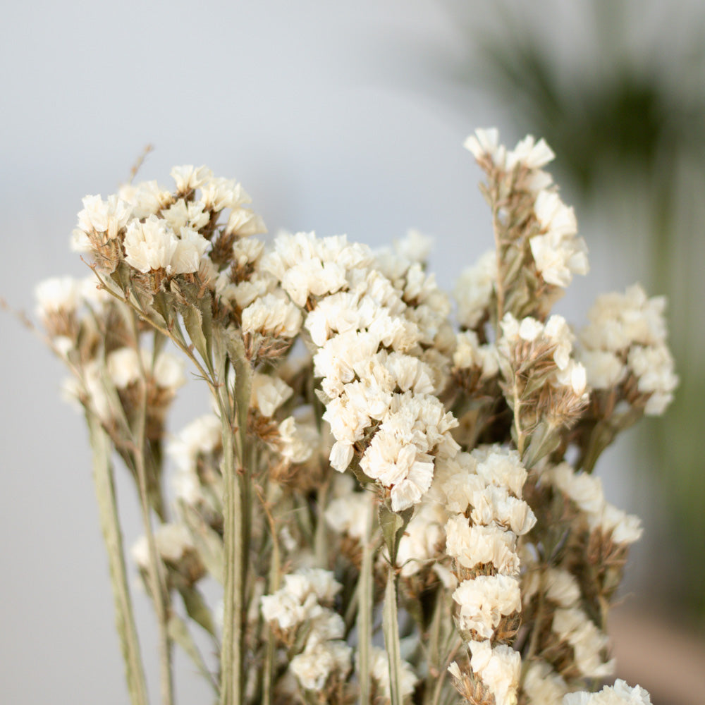 Getrockneter Strandflieder Statice Sinuata in weiß, Bund 40cm - Trockenblumen -> Sorten von mahina