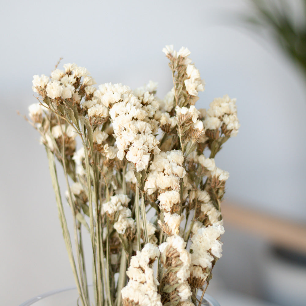 Getrockneter Strandflieder Statice Sinuata in weiß, Bund 40cm - Trockenblumen -> Sorten von mahina
