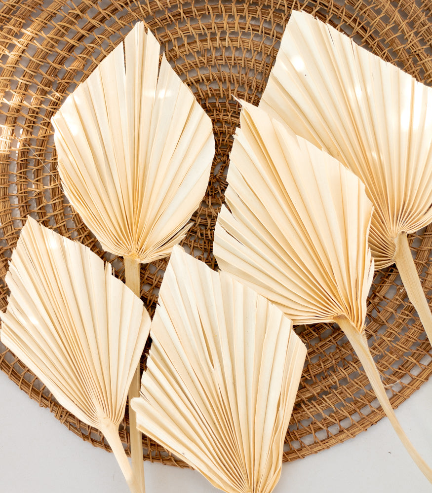 Getrocknetes Palmblatt gebleicht, Bund 10 Stiele - Trockenblumen -> Sorten von mahina