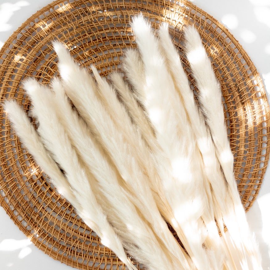 Getrocknetes Pampasgras in weiß, Bund 16 Stiele - Trockenblumen -> Sorten von mahina