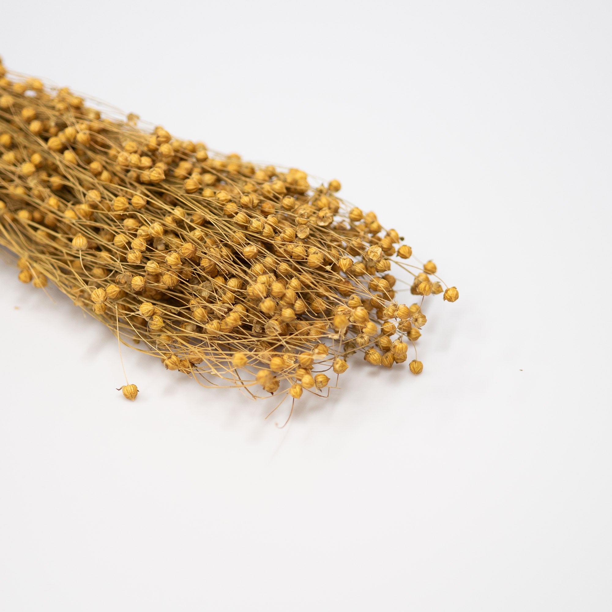 Getrocknetes Flachs, Bund 70cm - Trockenblumen -> Sorten von mahina