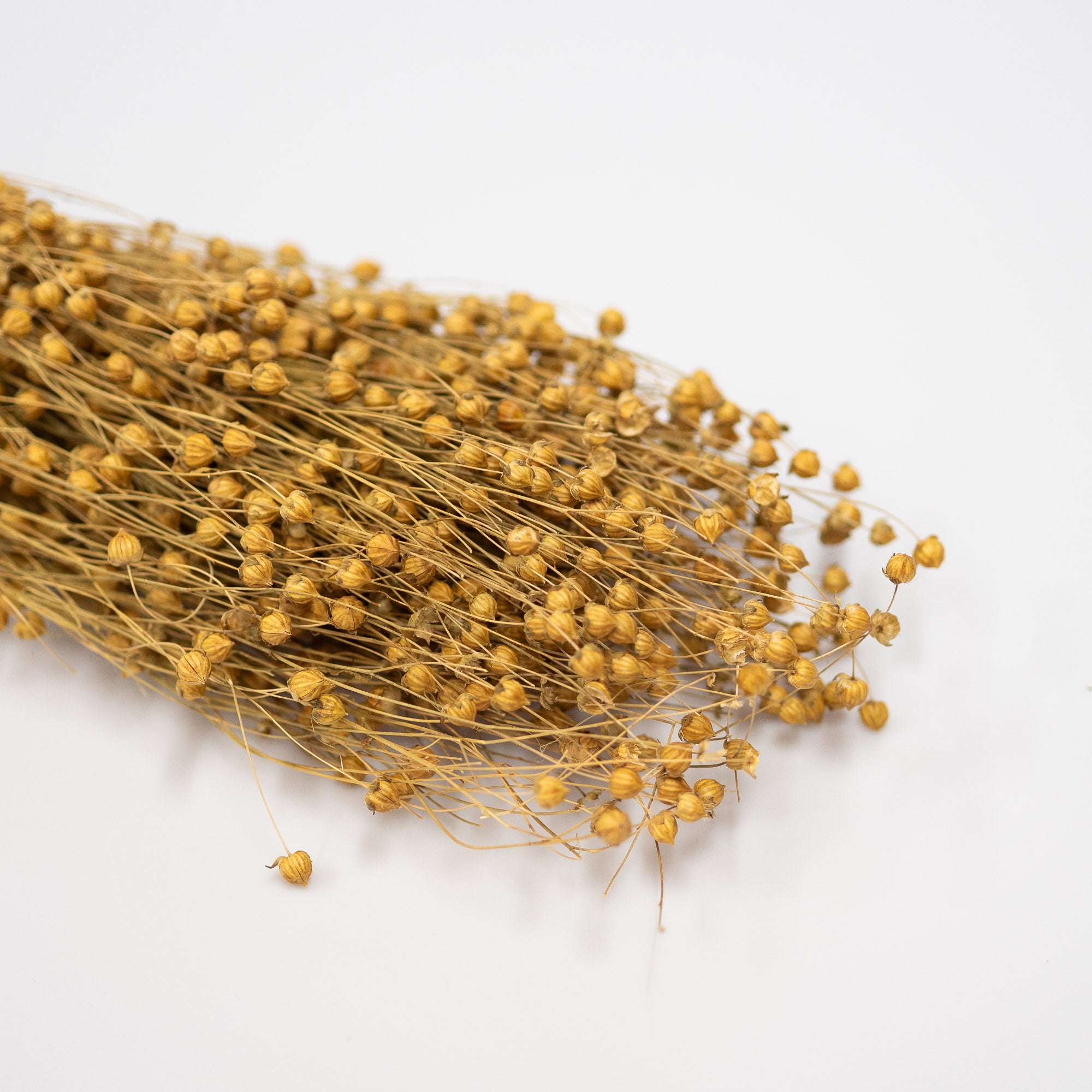 Getrocknetes Flachs, Bund 70cm - Trockenblumen -> Sorten von mahina