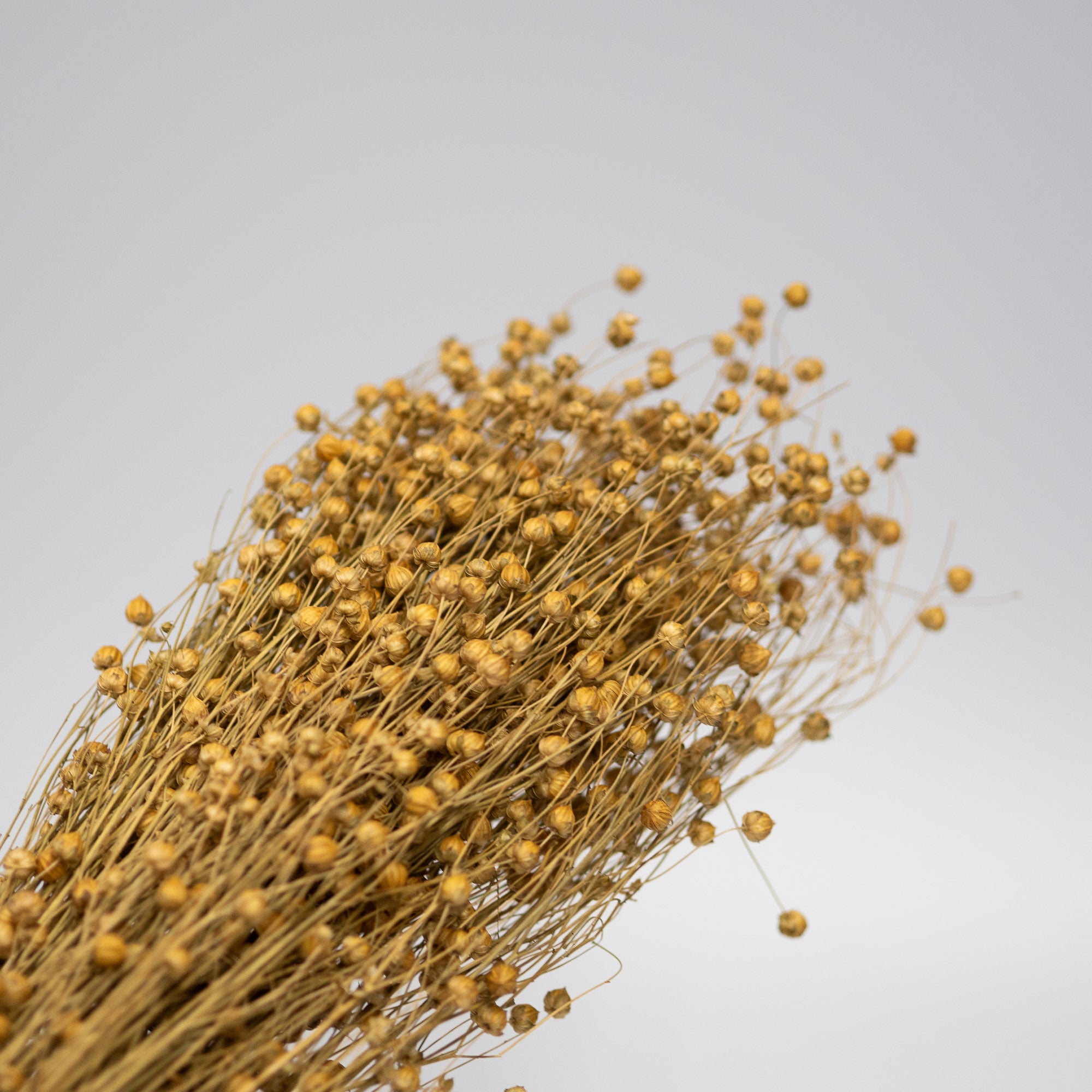 Getrocknetes Flachs, Bund 70cm - Trockenblumen -> Sorten von mahina
