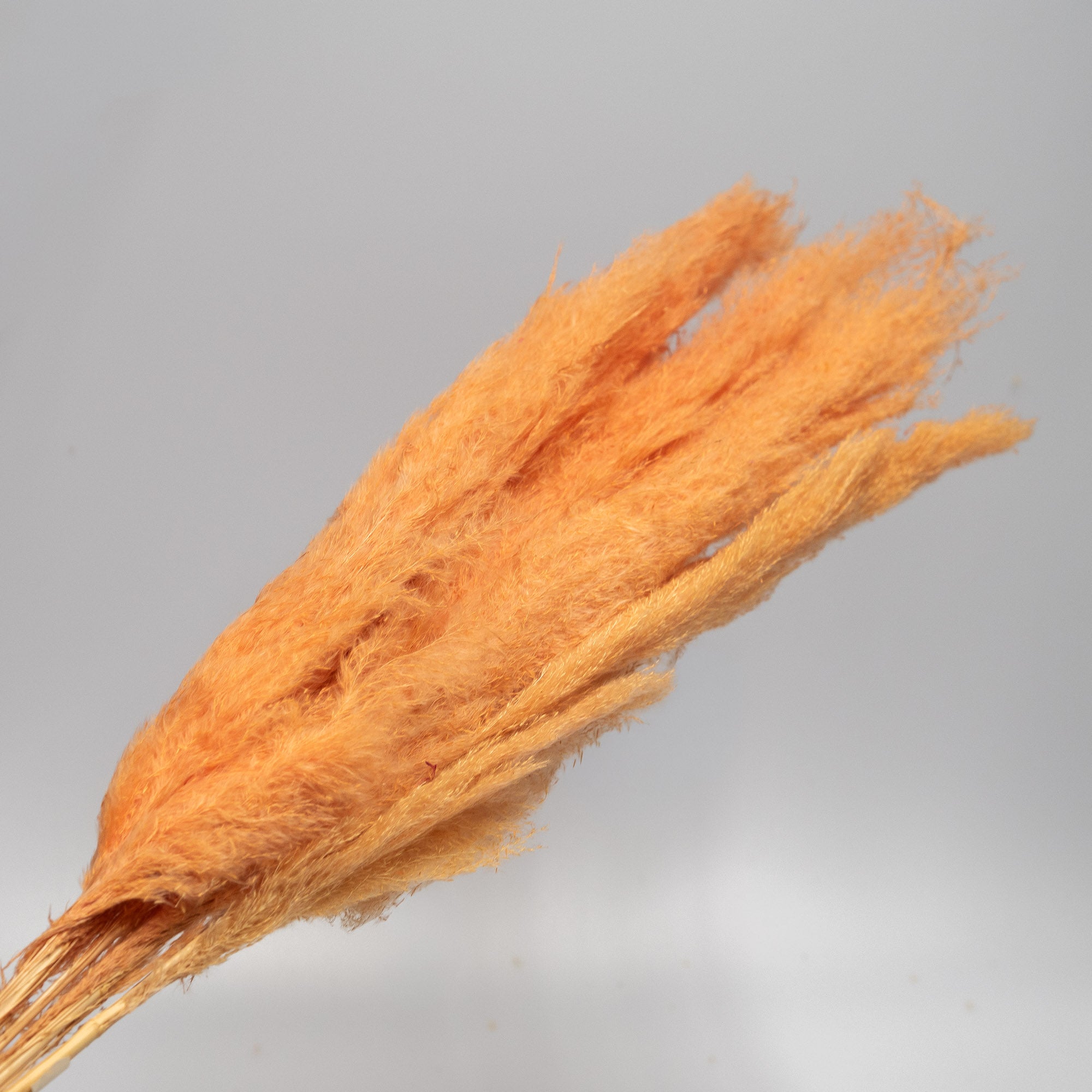 Getrocknetes Pampasgras in peach, Bund ca. 5 Stiele - Trockenblumen -> Sorten von mahina