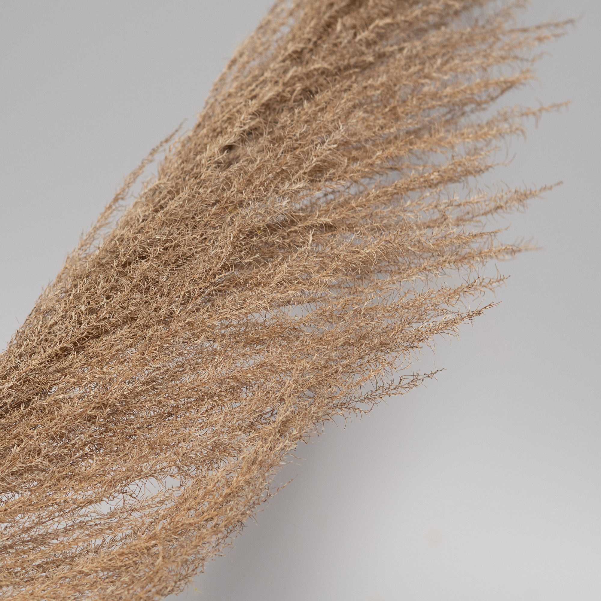 Getrocknetes Pampasgras in beige, 1 Stiel - Trockenblumen -> Sorten von mahina