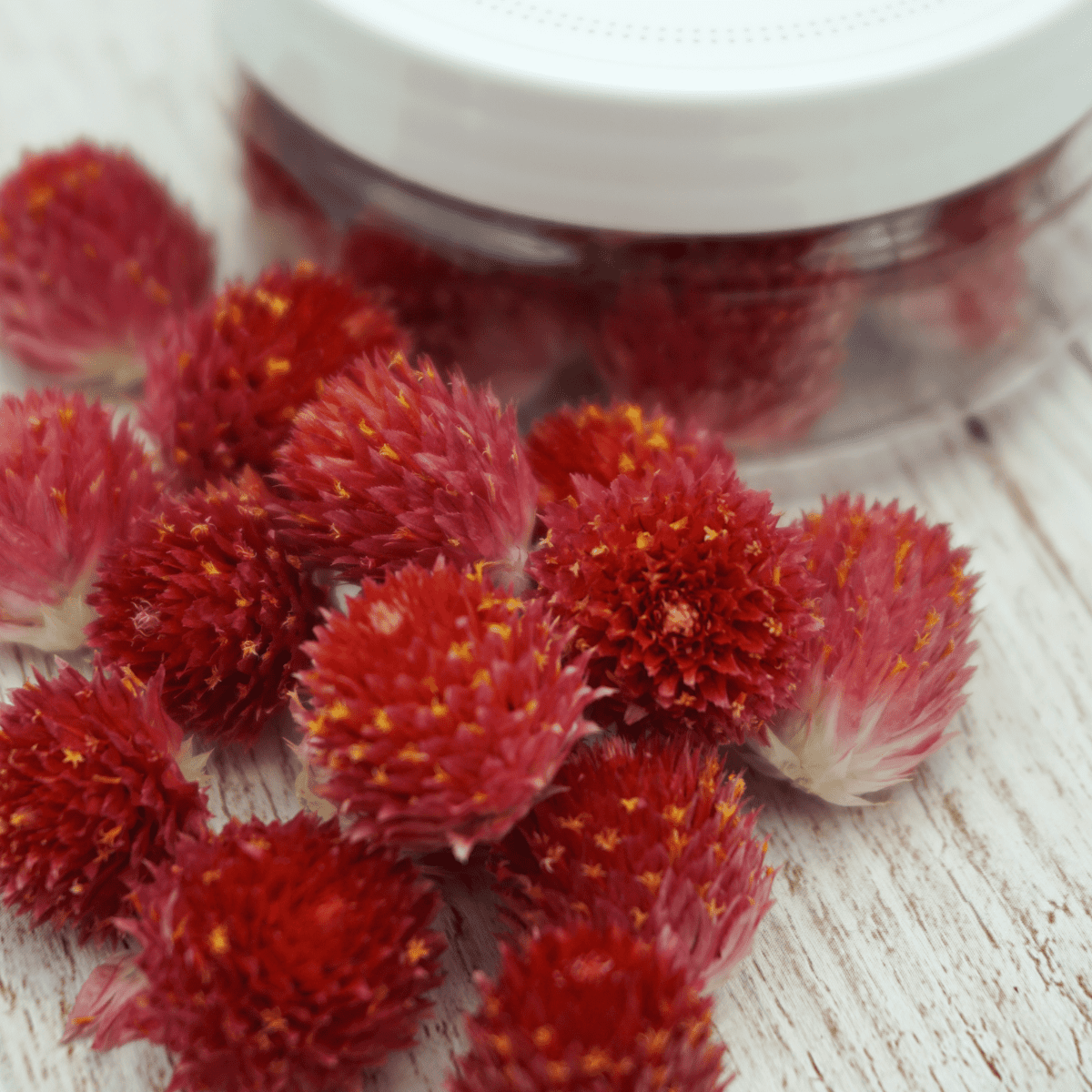 Rosie Rose "Kugelamarant" 15 Stück - SALE - Essblüten von mahina