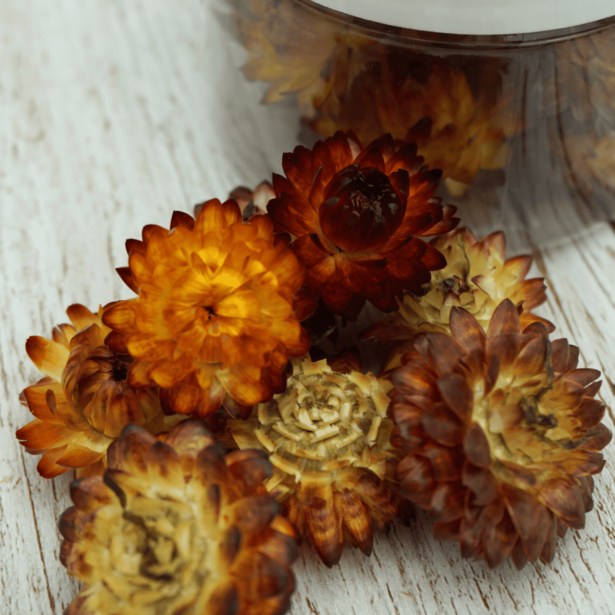 Rosie Rose "Strohblumen" 15 Stück - SALE - Essblüten von mahina