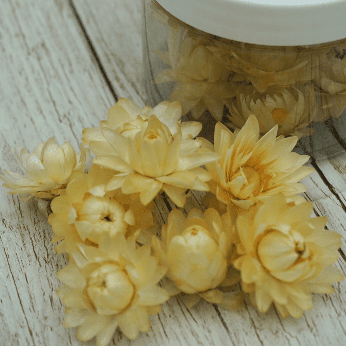 Rosie Rose "Strohblumen" 15 Stück - SALE - Essblüten von mahina